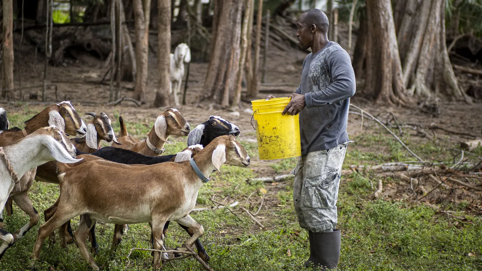 Goats gather at feeding time on a small farm in Davie.