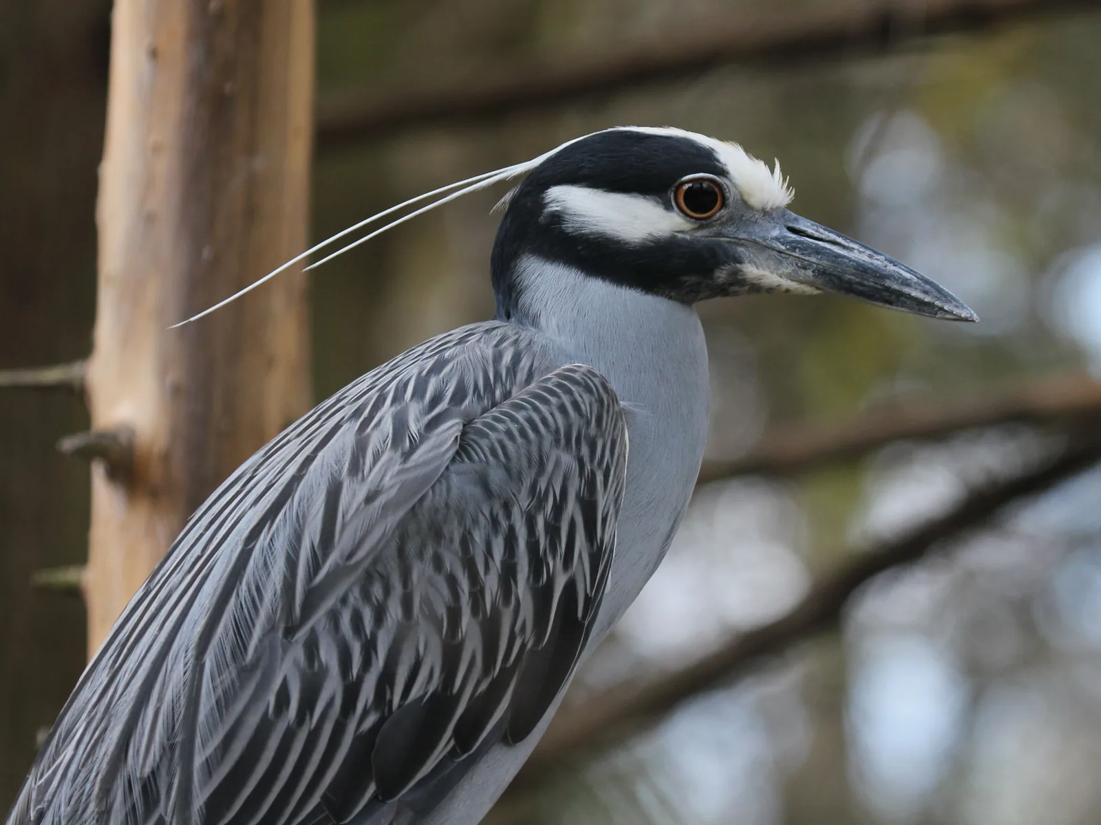 A yellow-crowned night heron at Flamingo Gardens in Davie.