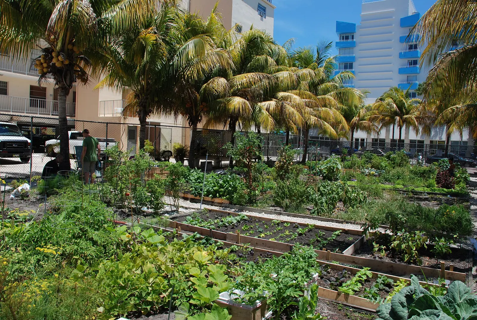 Raised vegetable beds under coconut palms at a community garden in Miami Beach. The picture does not show the Davie Community Garden.