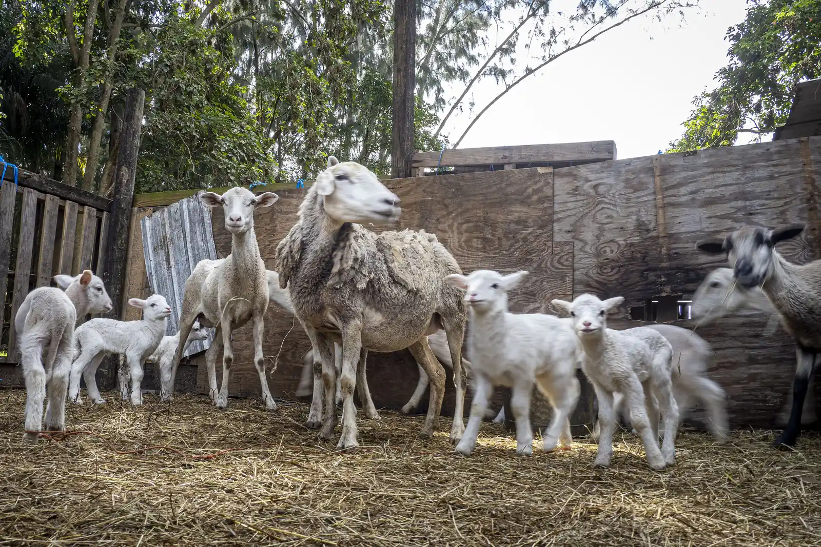 Katahdin sheep and lambs on a farm in Davie.