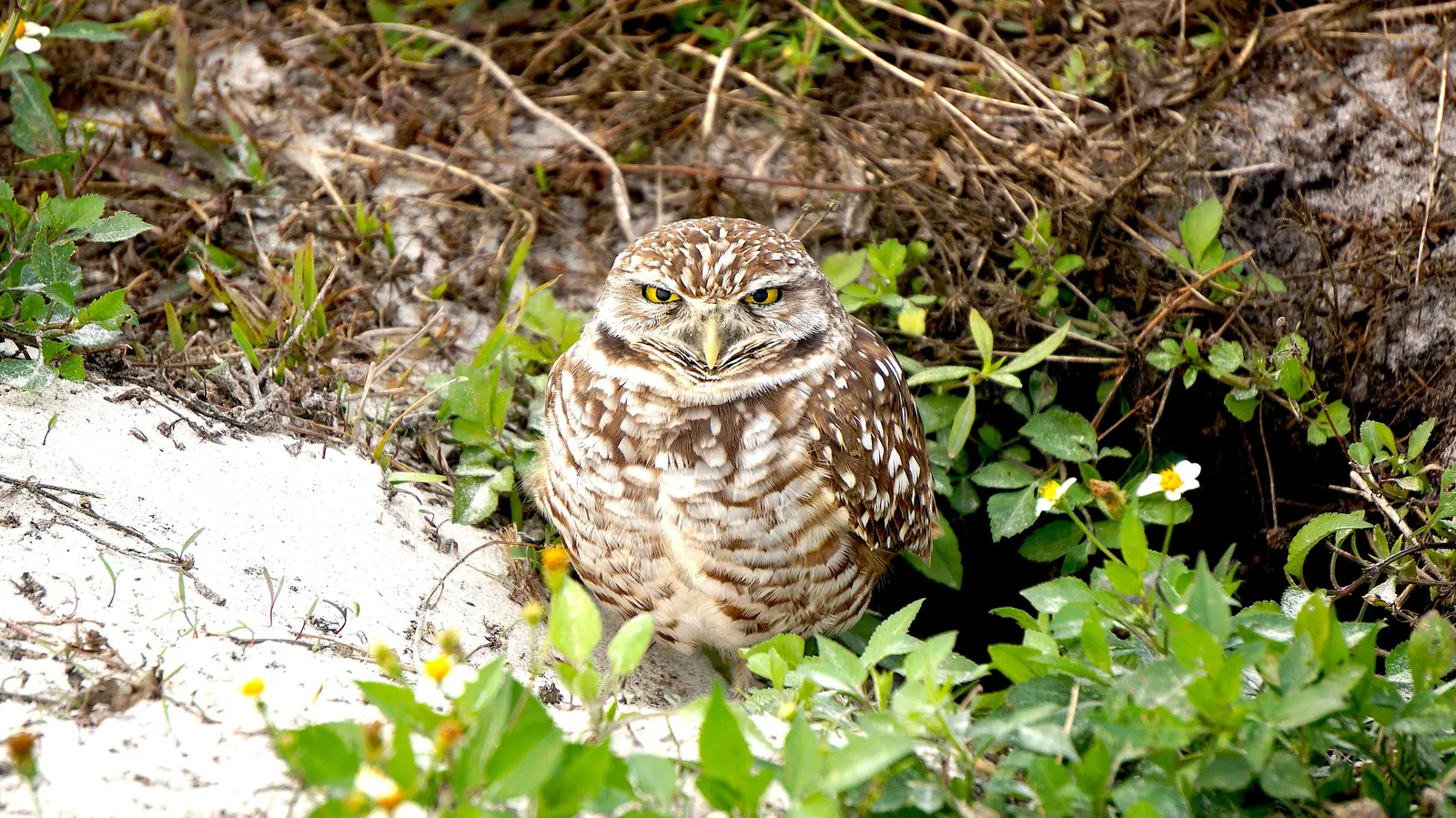A burrowing owl at its burrow in Vista View Park, Davie.