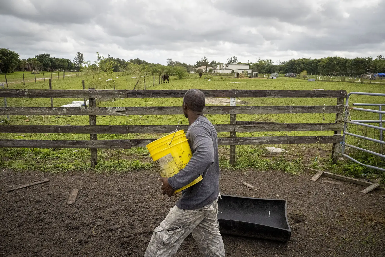 Cattle on a farm in Davie.