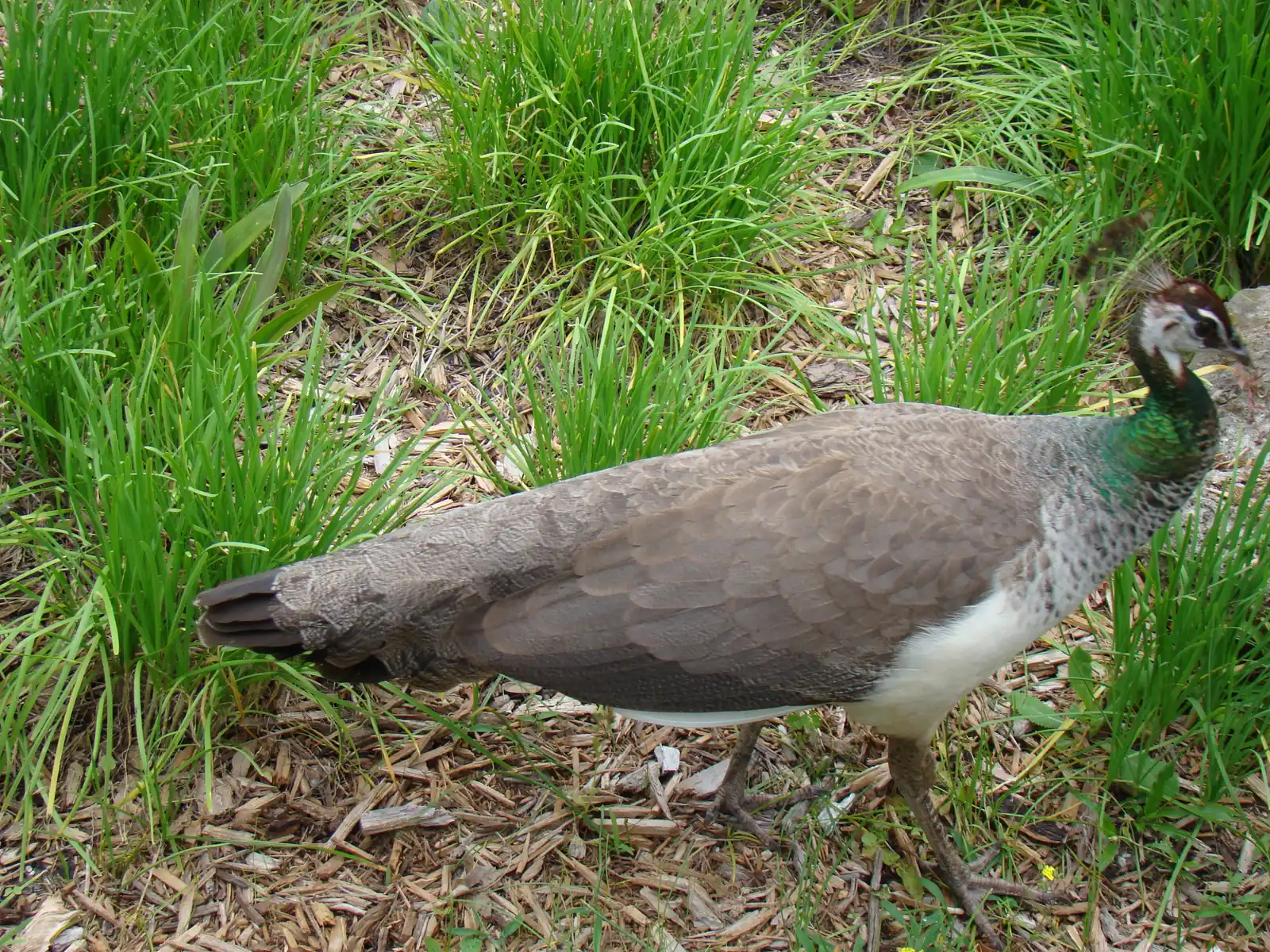 A peahen on the grounds of Flamingo Gardens in Davie.