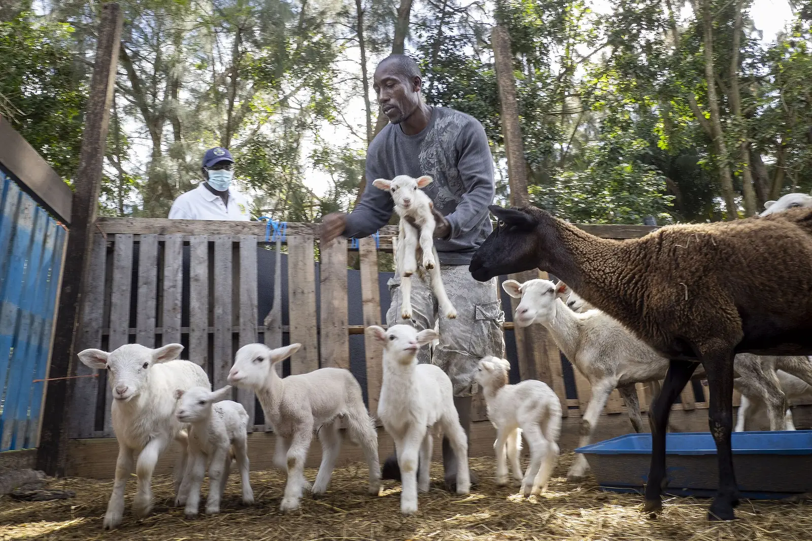 Sheep and goats on a small livestock farm in Davie