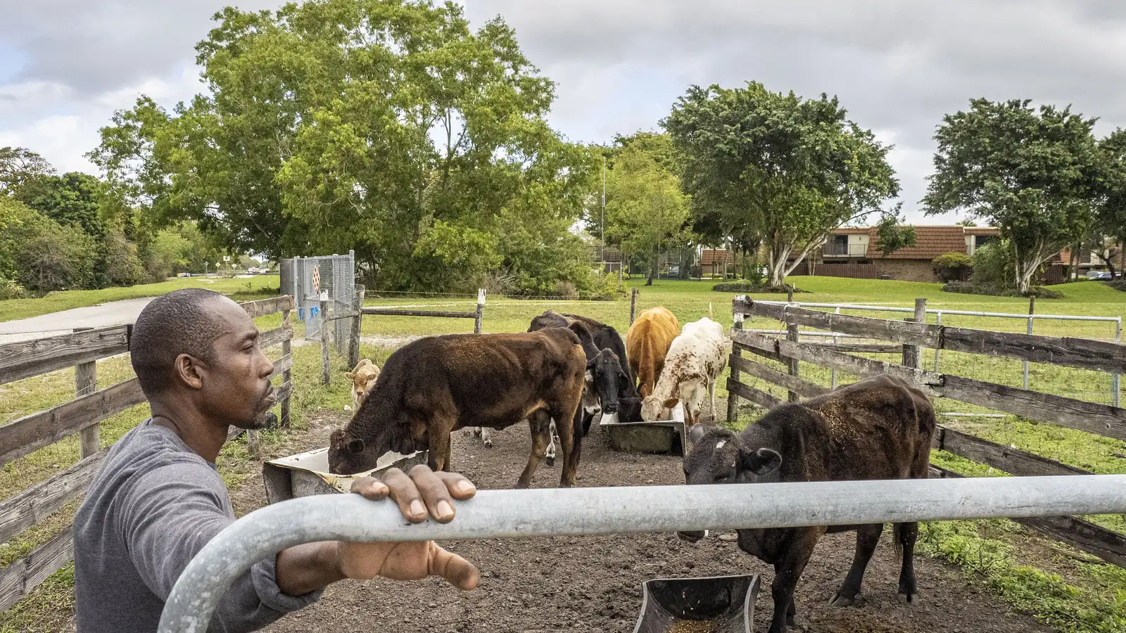 Cattle at a feed pen on a working farm in Davie.