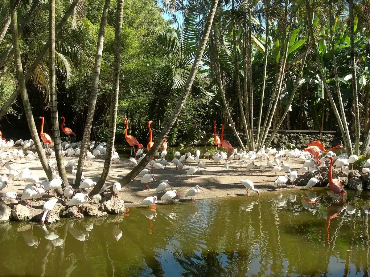 Flamingos and palms at Flamingo Gardens, the botanical garden and wildlife sanctuary in Davie.